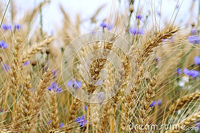 Wheat and cornflowers Stock Photo