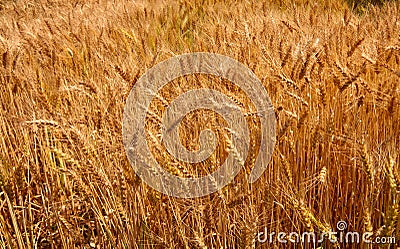 Wheat crop Stock Photo