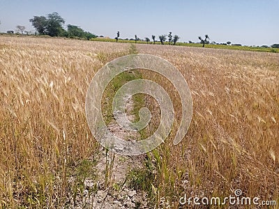 Wheat crop in badin almani village Stock Photo