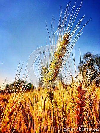 Wheat crop grain nature village life Stock Photo