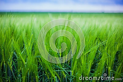 Wheat crop Stock Photo