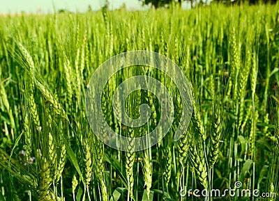 Wheat crop Stock Photo