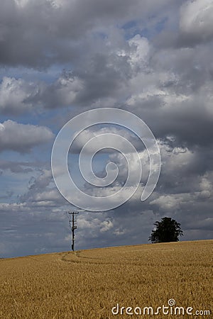 Wheat crop ripe for harvest Stock Photo