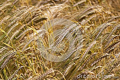 Wheat crop ripe for harvest Stock Photo