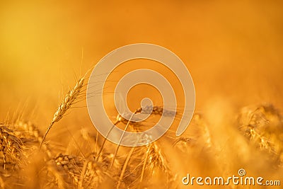 Wheat Crops in Agricultural Field Stock Photo