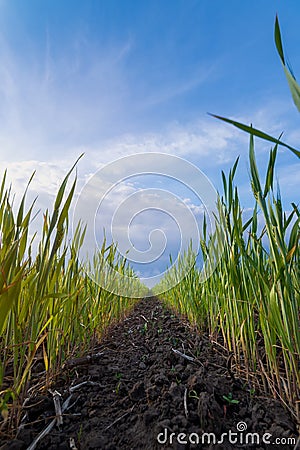 wheat ear macro photo Stock Photo