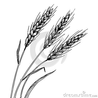 Wheat ear spikelet engraving vector Vector Illustration