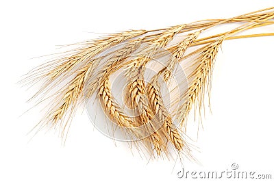 Wheat ears Stock Photo