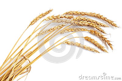 Wheat ears Stock Photo