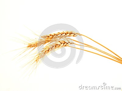 Wheat ears Stock Photo