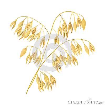 Wheat ears, barley. Cereal 3d icon vector. Grains and ears. Vector Illustration