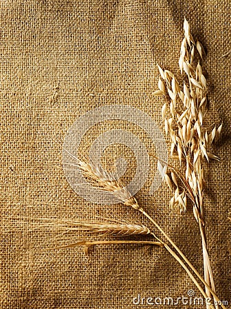 Wheat Ears border Stock Photo