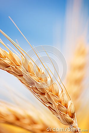 Wheat ears in the farm Stock Photo