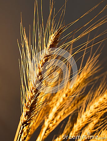 Wheat ears in golden light Stock Photo