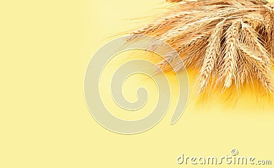 Wheat. Ears and grains of organic wheat / rye spike and oat, farming agricultural cereals healthy food. harvest Stock Photo