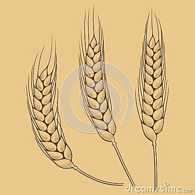 Wheat ears Vector Illustration