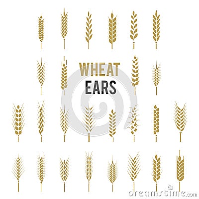 Wheat Ears Icons and Logo Set. Cereals icon set with rice, wheat, corn, oats, rye, barley. Vector Illustration