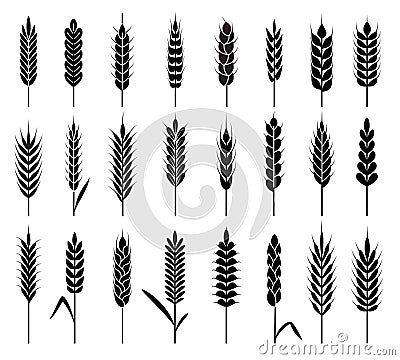 Wheat ears icons. Organic agriculture cereals harvest. Stalk grain rice and wheat, corn and oats, barley natural product Vector Illustration