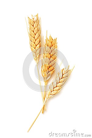 Wheat ears isolated Stock Photo