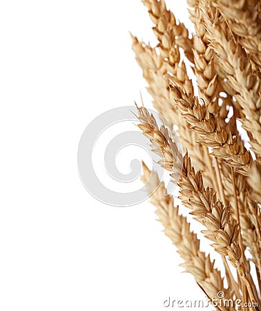 Wheat ears Stock Photo