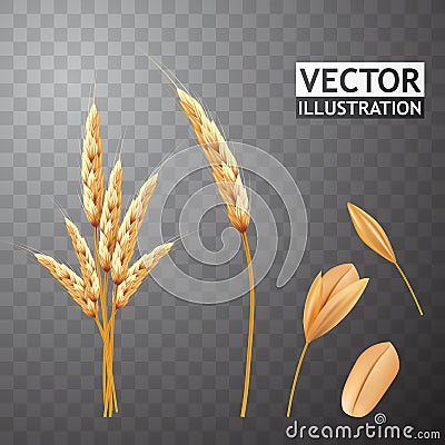 Wheat ears and seed isolated. Agriculture grain. Vector eps10 Vector Illustration