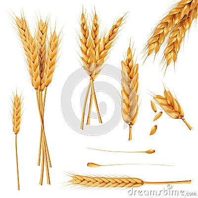 Wheat ears and seeds realistic vectors collection Vector Illustration