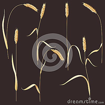Wheat ears Vector Illustration