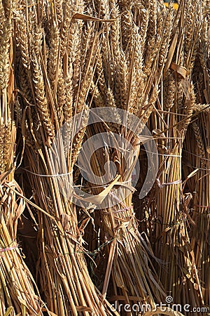 Wheat ears sheaves tied to the harvest as a decoration for thank Stock Photo