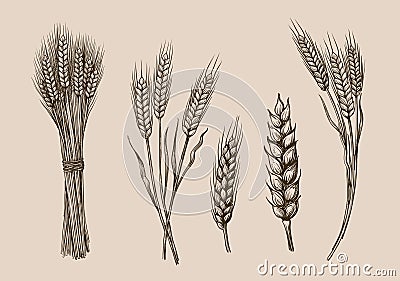 Wheat ears sketch Vector Illustration