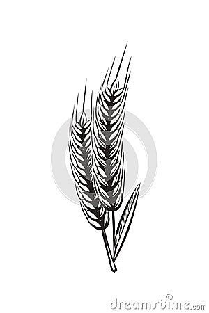 Wheat ears sketch. Vintage wheats organic grains ear for bread or beer isolated hand draw vector illustration Vector Illustration