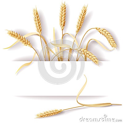 Wheat ears Vector Illustration