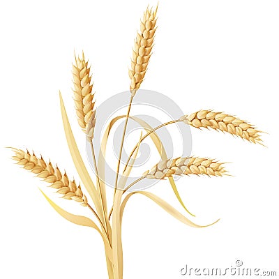 Wheat ears tuft Vector Illustration