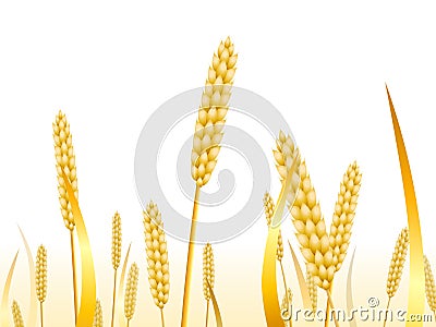 Wheat ears on a white background for landscape Stock Photo