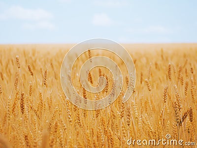 Wheat ears at the yellow wheat field under the blue sky Stock Photo