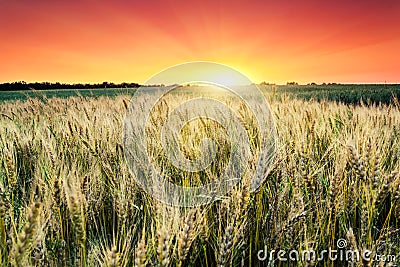 Wheat Stock Photo