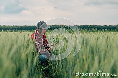 Wheat farmer and agronomist inspecting cereal crops quality in cultivated agricultural plantation field Stock Photo