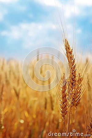 Wheat field Stock Photo