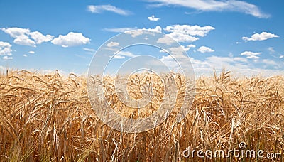 Wheat Field Stock Photo