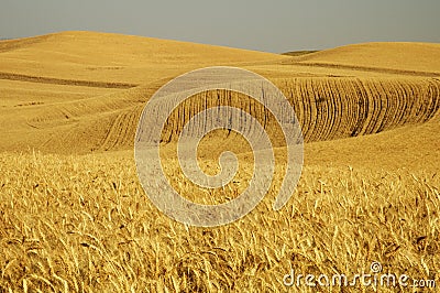 Wheat field 5 Stock Photo