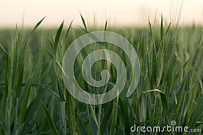 Wheat field Stock Photo