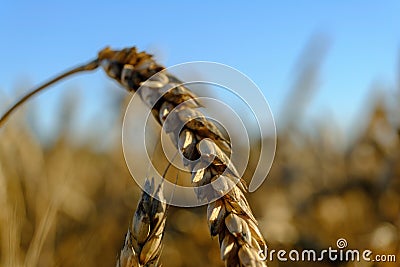 Wheat field against a blue sky. Closeup of macro. ripening ears of wheat field Stock Photo