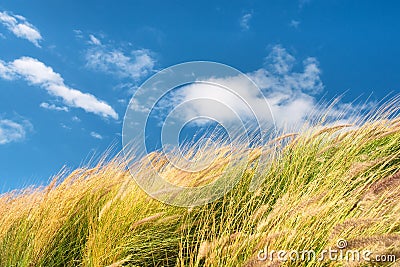 Wheat field against skies on windy day Stock Photo