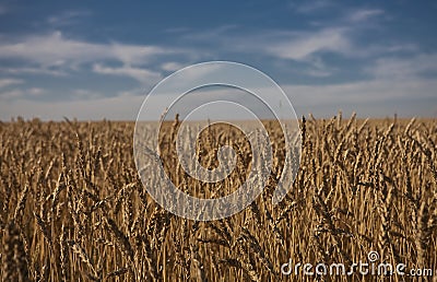 Wheat field in Alberta Stock Photo