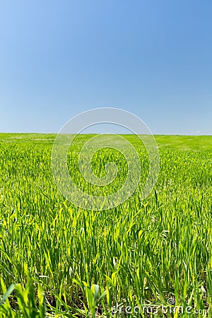 Wheat field on a background of the blue sky Stock Photo