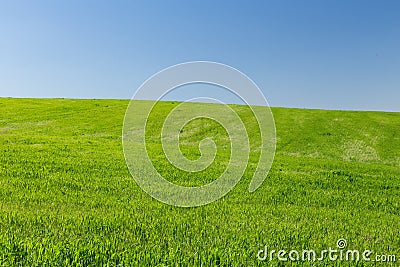 Wheat field on a background of the blue sky Stock Photo