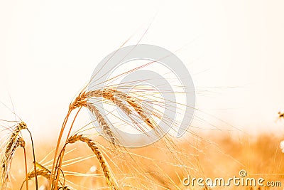 Wheat field. Background of ripening ears of meadow wheat field. Stock Photo