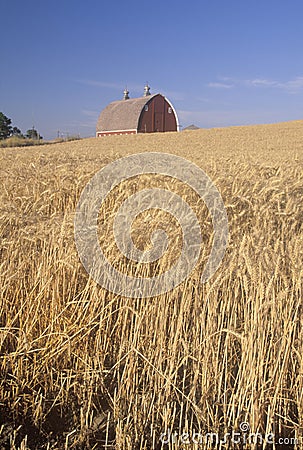 A wheat field and barn in Southeast WA Stock Photo