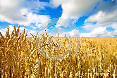 Wheat field with blue sky in background Stock Photo