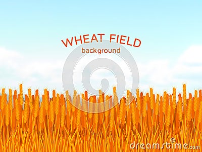 Wheat field and blue sky background Vector Illustration