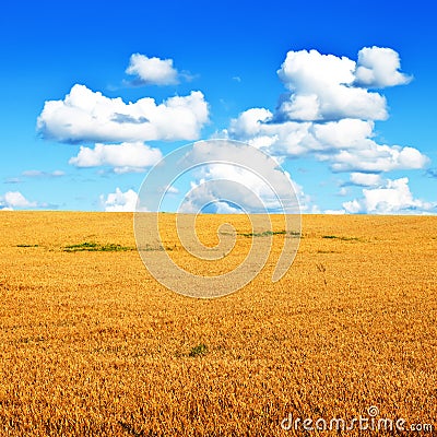 Wheat field and blue sky minimalistic landscape Stock Photo